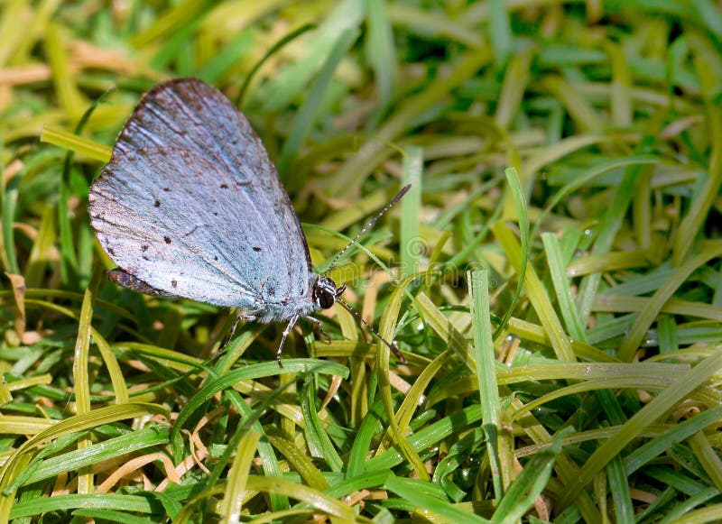 Schließen Sie oben von Holly Blue Butterfly, die auf grünem Gras stillsteht stockfotos Schließen Sie oben von Holly Blue Butterfly, die auf grünem Gras stillsteht stockfotos