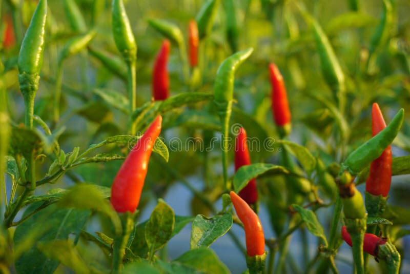 Schließen Sie oben von roter und grüner Cayennepfeffer-Frucht auf der Plantage, grüner Paprikapfeffer stockfotografie