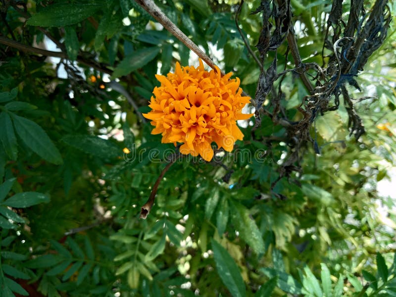 Schließen Sie oben von schönem Ringelblumenblumen Tagetes-erecta lizenzfreies stockbild Schließen Sie oben von schönem Ringelblumenblumen Tagetes-erecta lizenzfreies stockbild