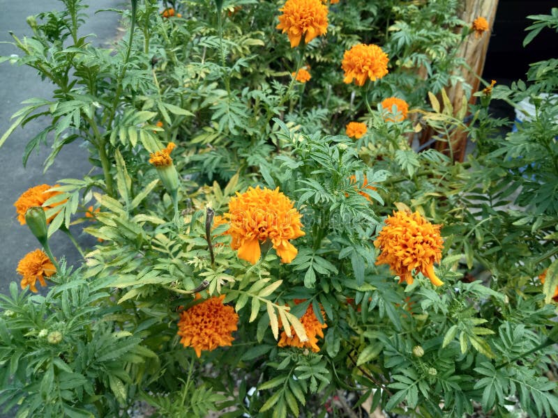 Schließen Sie oben von schönem Ringelblumenblumen Tagetes-erecta lizenzfreies stockfoto Schließen Sie oben von schönem Ringelblumenblumen Tagetes-erecta lizenzfreies stockfoto