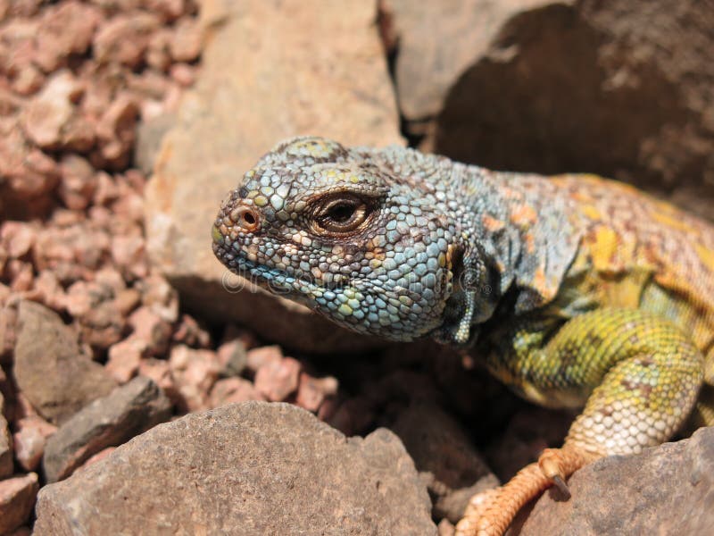 Schließen Sie oben von Uromastyx Ornata - aufwändige stachelige angebundene Eidechse stockfotografie Schließen Sie oben von Uromastyx Ornata - aufwändige stachelige angebundene Eidechse stockfotografie