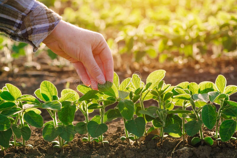 Schließen Sie oben von weibliche Landwirthanduntersuchungssojabohnenbetriebsblatt stockbilder