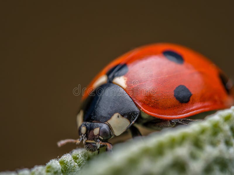 Schließung des lebhaften Ladybugs auf grünem Blatt stockfotos