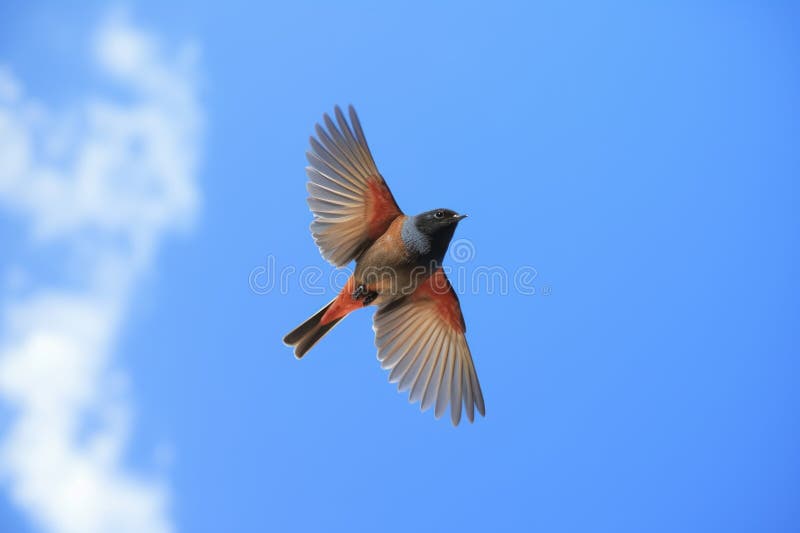 Schließung eines männlichen Rotstarts während des Mittelflugs gegen einen blauen Himmel vektor abbildung