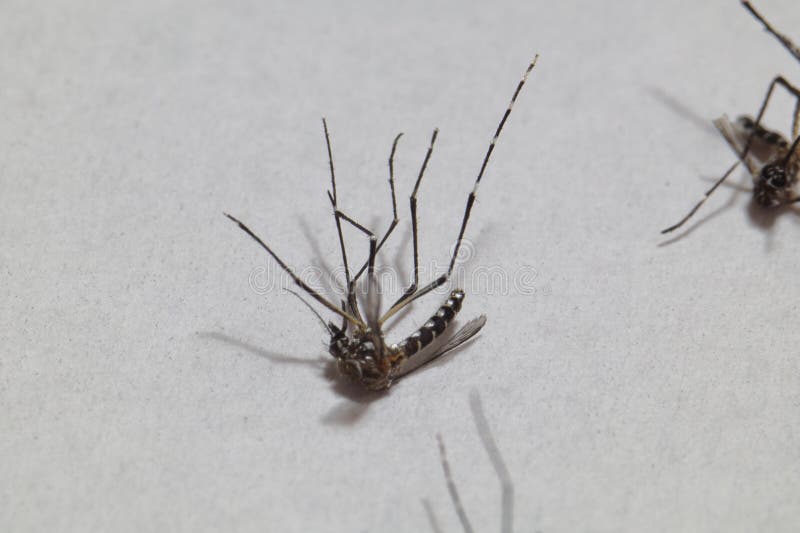 Close-up of died mosquitoes isolated on white background. High quality photo. Dengue transmitter. Aedes. Close-up of died mosquitoes isolated on white background. High quality photo. Dengue transmitter. Aedes.