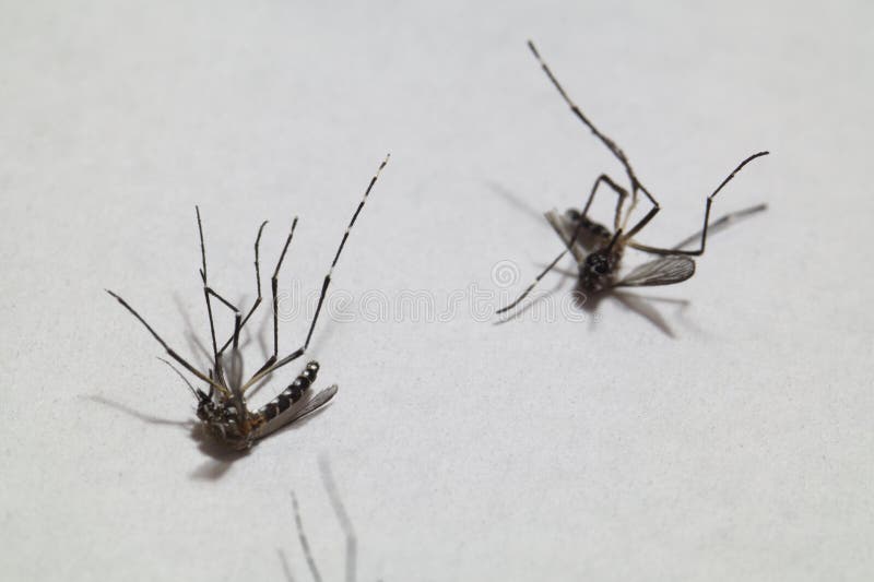 Close-up of died mosquitoes isolated on white background. High quality photo. Dengue transmitter. Aedes. Close-up of died mosquitoes isolated on white background. High quality photo. Dengue transmitter. Aedes.