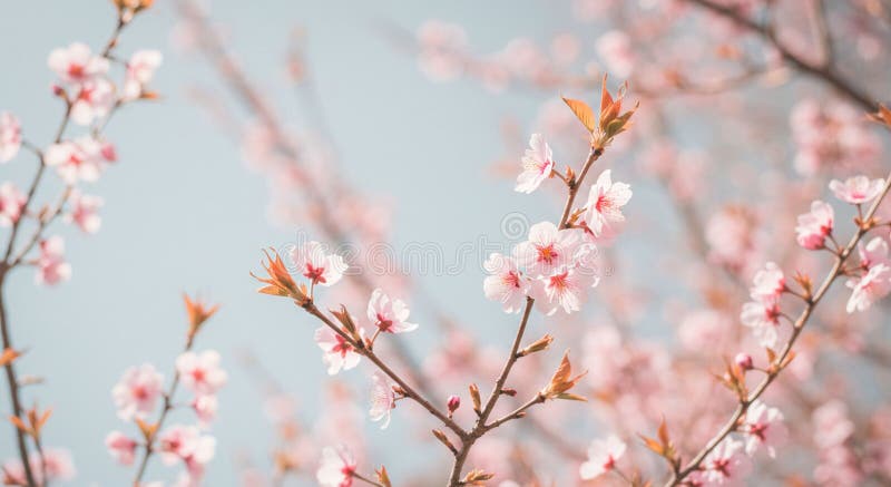 Schließung von Kirschblütenzweigen mit zarten rosa Blumen Prunus serrulata. lizenzfreie abbildung