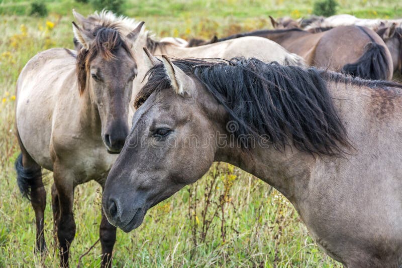 Schließungsaufnahme der Herde der schönen Wildpferde Konik lizenzfreies stockbild Schließungsaufnahme der Herde der schönen Wildpferde Konik lizenzfreies stockbild