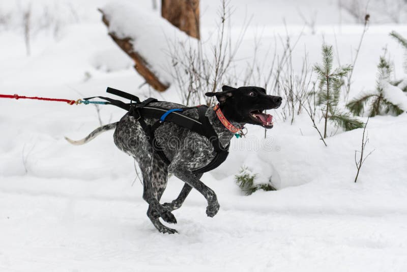 Sled dog racing. Pointer sled dog in harness run and pull dog driver. Winter sport championship competition. Sled dog racing. Pointer sled dog in harness run and pull dog driver. Winter sport championship competition