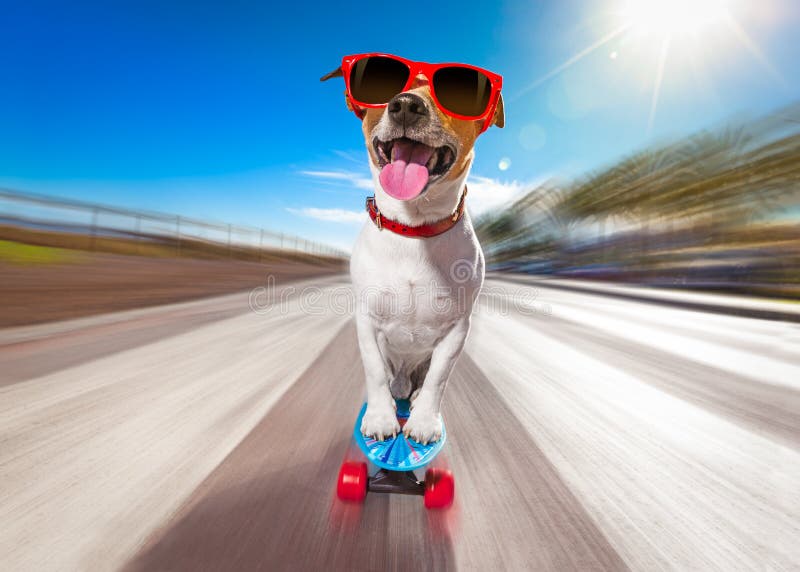 Schlittschuhläuferhund auf Skateboard stockbild Schlittschuhläuferhund auf Skateboard stockbild