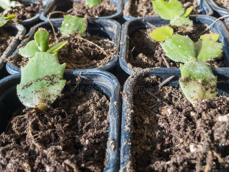 Schlumbergera Christmas Cactus Small Seedling Plants with Roots Stock
