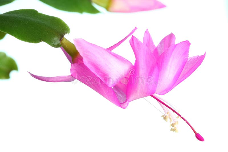 Schlumbergera truncata.