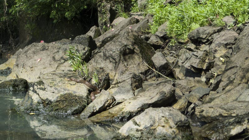 Schlängeln Sie sich das Stillstehen auf dem felsigen Ufer des Illinois-Flusses in Ost-Oklahoma stockfoto