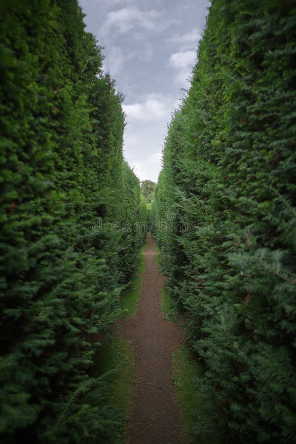 Narrow pathway through green hedges, England. Narrow pathway through green hedges, England