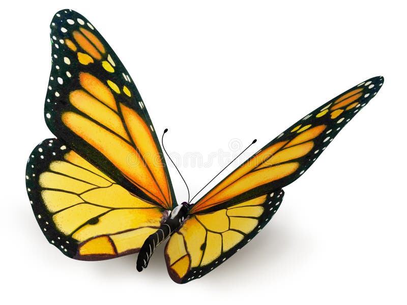 Schmetterling lizenzfreie abbildung Schmetterling lizenzfreie abbildung