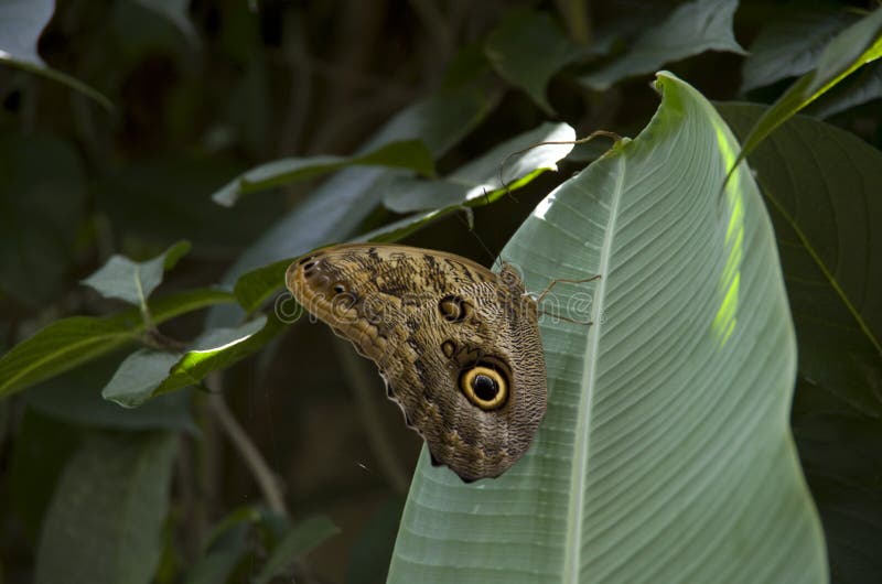 Schmetterling auf Bananenurlaub stockfotografie Schmetterling auf Bananenurlaub stockfotografie