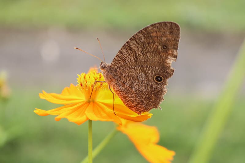 Schmetterling auf bunter Blume lizenzfreies stockbild Schmetterling auf bunter Blume lizenzfreies stockbild
