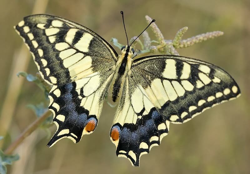 Schmetterling in Griechenland Stockfoto Bild von ausstellung, schön