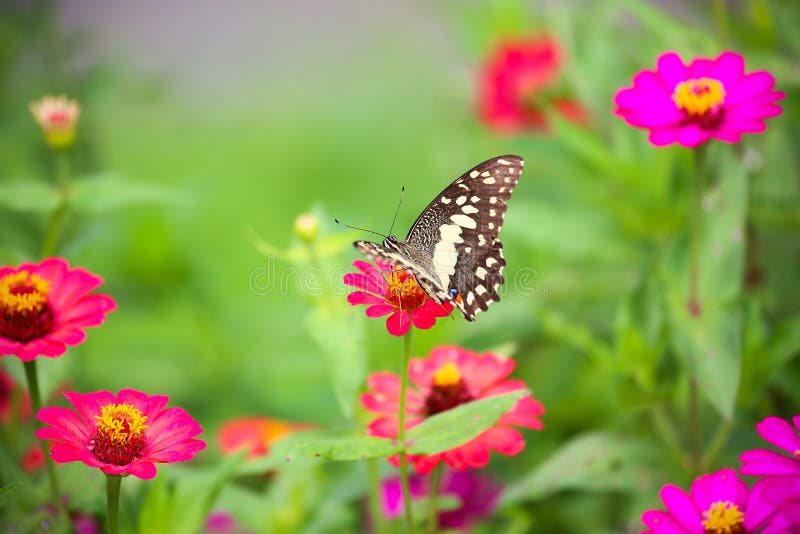 Schmetterling im Garten und im Fliegen zu vielen Blumen im Garten, schöner Schmetterling im bunten Garten oder im Insektenbauernh