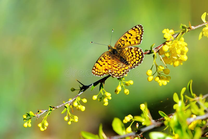 Schmetterling-Makro-Perle stockbild