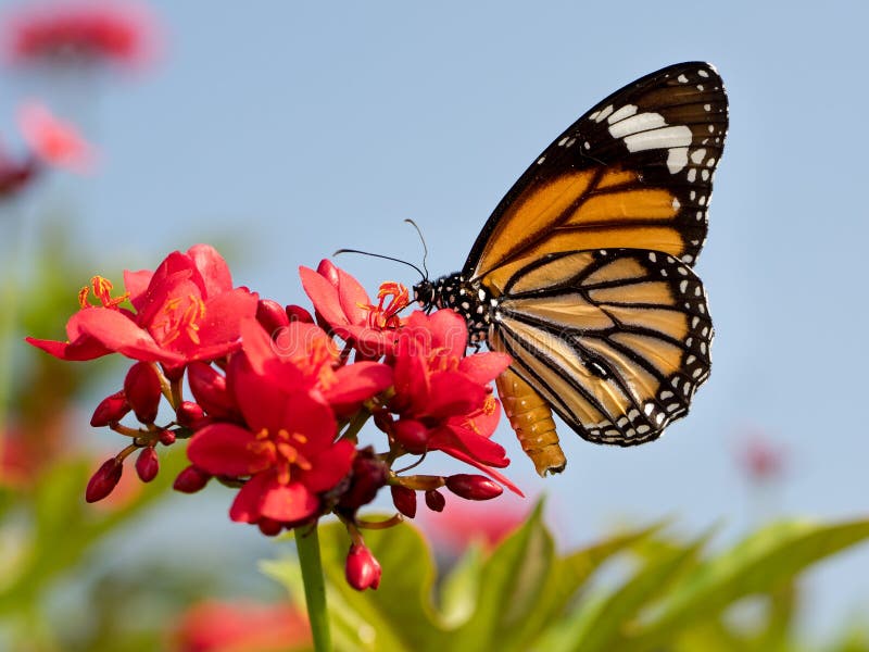 Schmetterling Auf Der Blume Stockbild - Bild von umgeben, blau: 48537553