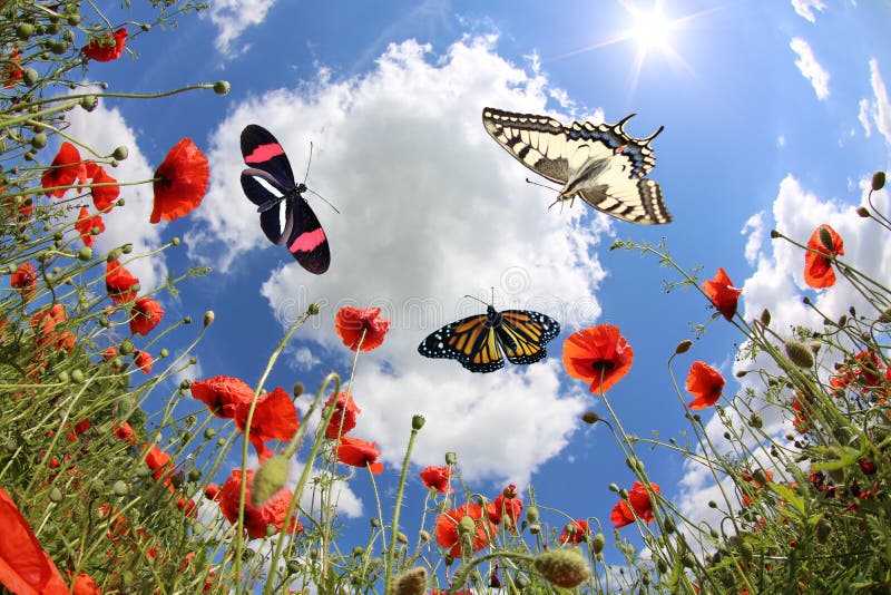 Schmetterlinge am Frühjahr lizenzfreies stockfoto Schmetterlinge am Frühjahr lizenzfreies stockfoto