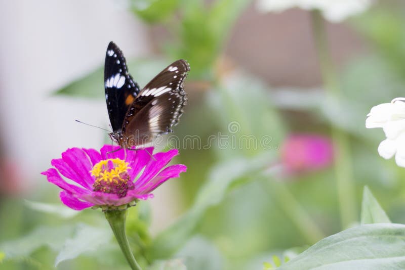 Schmetterlinge im Blumengarten stockfotografie Schmetterlinge im Blumengarten stockfotografie