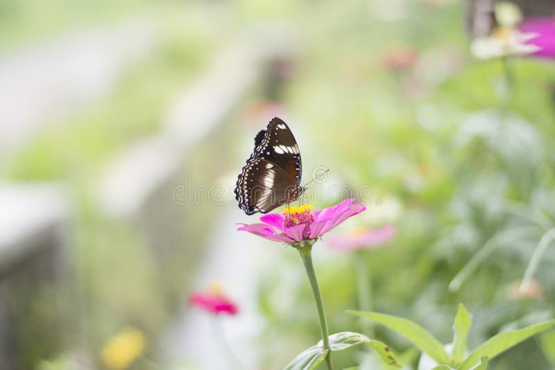 Schmetterlinge im Blumengarten stockfoto Schmetterlinge im Blumengarten stockfoto