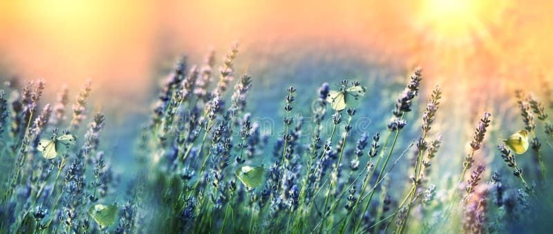 Weiße Schmetterlinge Auf Gelben Blumen In Der Wiese