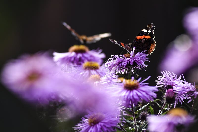 Schmetterlinge, welche die Astern Veilchen, Sommer im Garten bestäuben lizenzfreie stockbilder Schmetterlinge, welche die Astern Veilchen, Sommer im Garten bestäuben lizenzfreie stockbilder