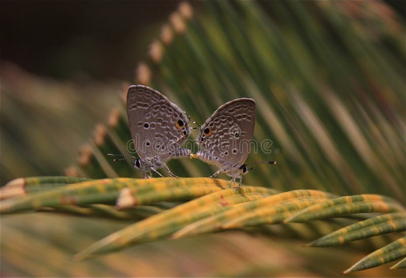 Schmetterlinge während des Anschlusses stockfoto Schmetterlinge während des Anschlusses stockfoto