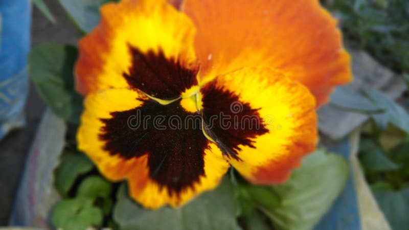 Schmetterlingsblumen der schwarzen grünen orange Mischung mehrfache Farb stockfoto Schmetterlingsblumen der schwarzen grünen orange Mischung mehrfache Farb stockfoto