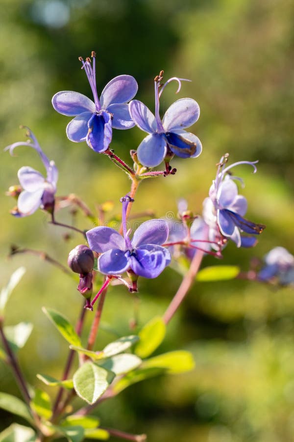 Schmetterlingsbusch oder Klerodendrum ugandense in Zürich in der Schweiz. September 2024 Clerodendrum ugandense oder Schmetterlingsbusch im botanischen Garten