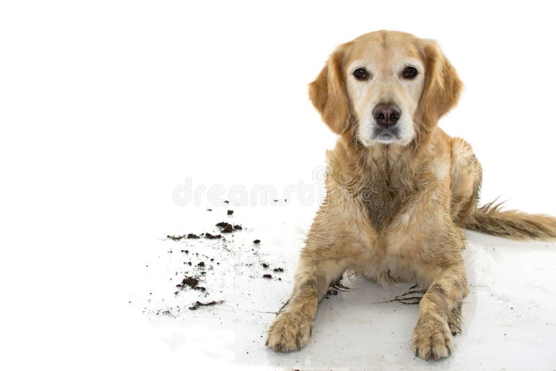 SCHMUTZIGES GOLDEN RETRIEVER UND HUND, NACH SPIEL IN EINER MUD-PFÜTZE, ISOLATOR stockbild SCHMUTZIGES GOLDEN RETRIEVER UND HUND, NACH SPIEL IN EINER MUD-PFÜTZE, ISOLATOR stockbild