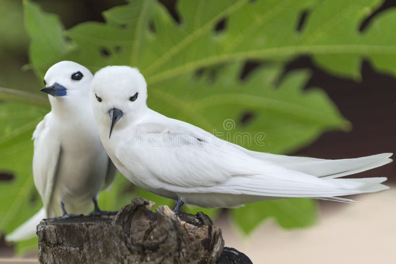 Pair of White Terns(Gygis alba), Bird Island, Seychelles. Pair of White Terns(Gygis alba), Bird Island, Seychelles