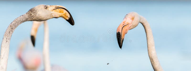 Schnabel Flamingo Wasser Vogel Vogel Bild Bild