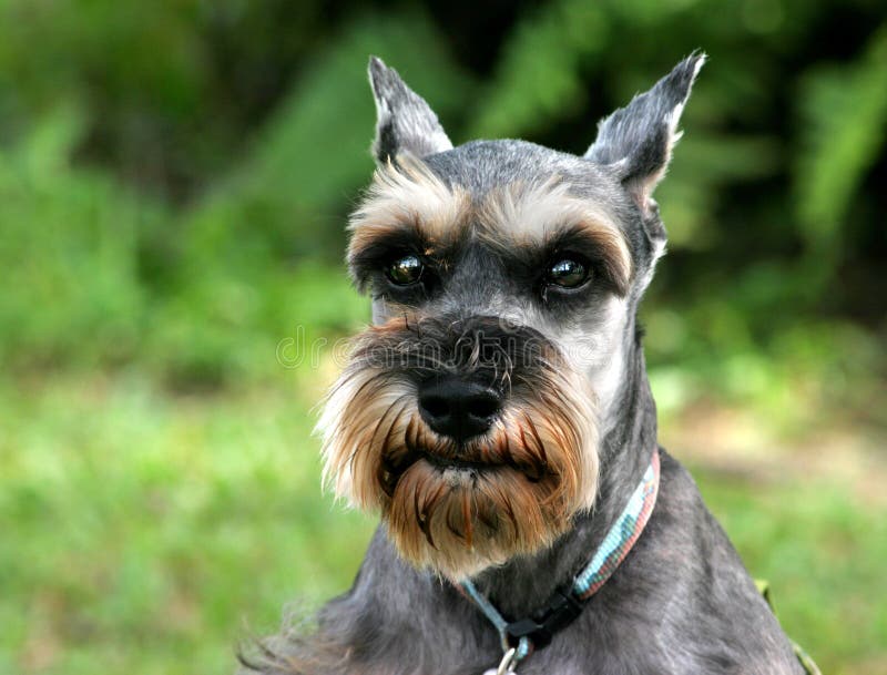 Schnauzer