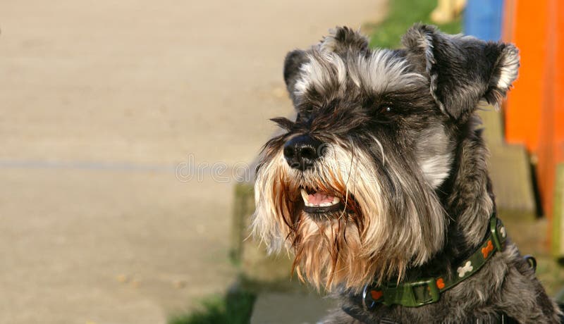 Miniature Schnauzer on the beach looking down the footpath