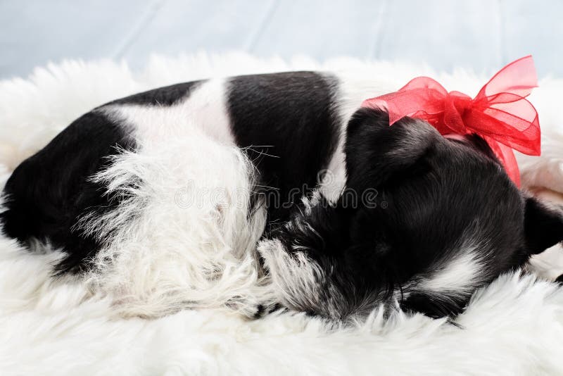 Schnauzer diminuto da cor do sono Parti imagem de stock royalty free Schnauzer diminuto da cor do sono Parti imagem de stock royalty free