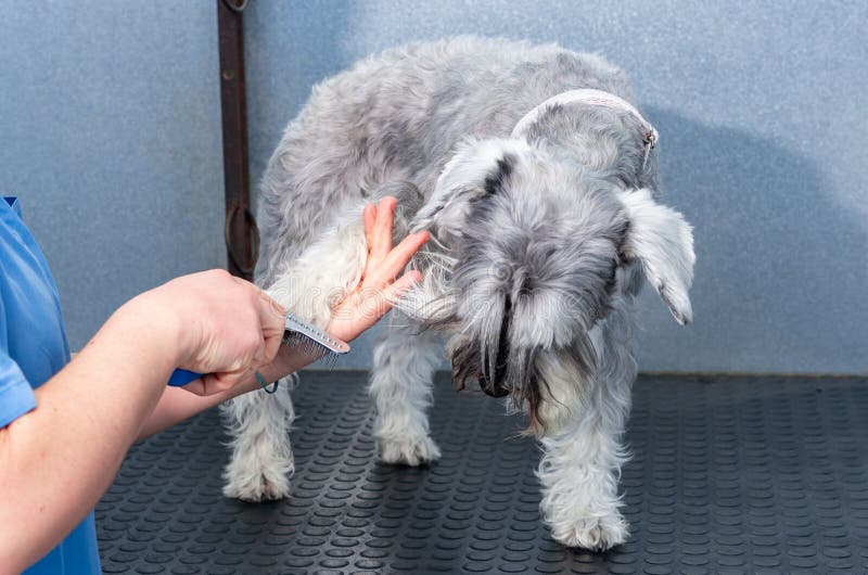 Schnauzer diminuto em uma sessão do cabeleireiro em uma clínica veterinária foto de stock royalty free Schnauzer diminuto em uma sessão do cabeleireiro em uma clínica veterinária foto de stock royalty free
