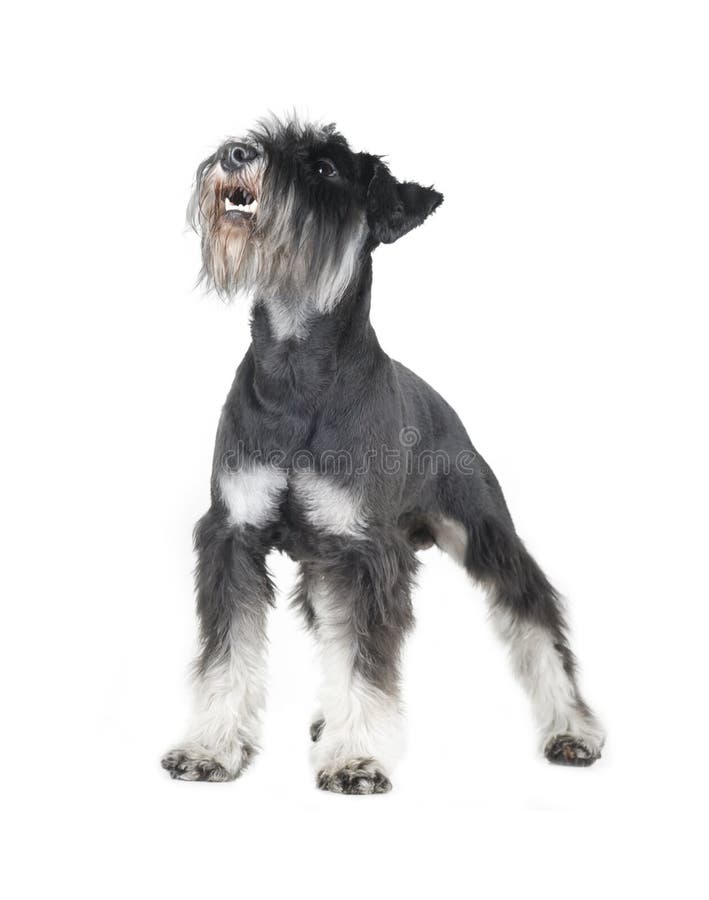 Sheepdog Inglês Velho (bobtail) Imagem de Stock - Imagem de bobo, isolado:  14317501