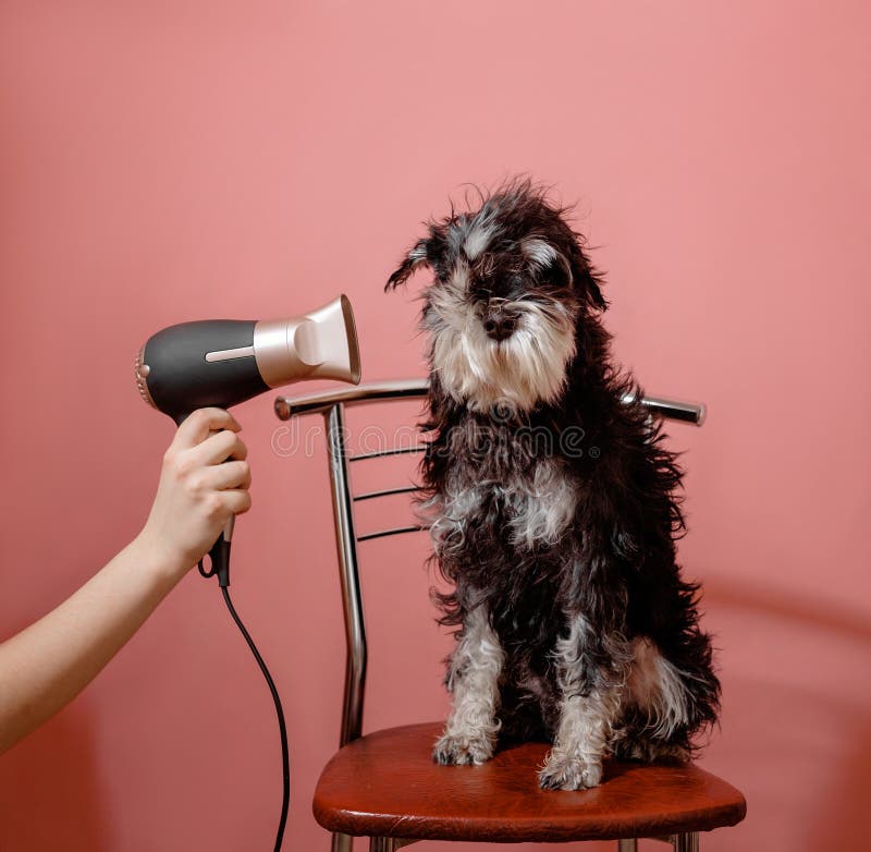 Secador de cabelo preto na mão de uma mulher em um fundo rosa