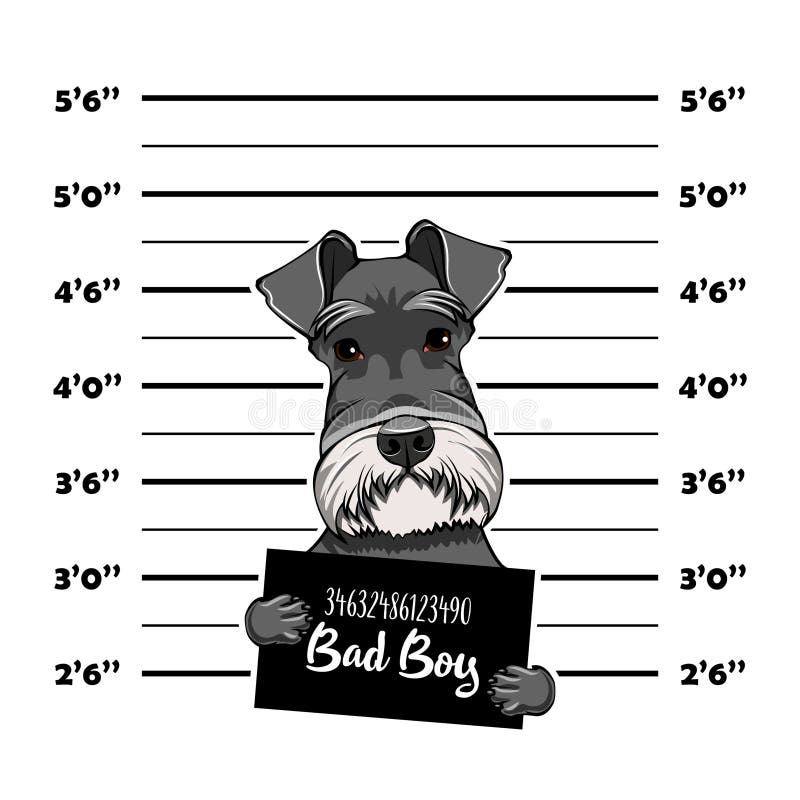 Miniature Schnauzer Height Chart