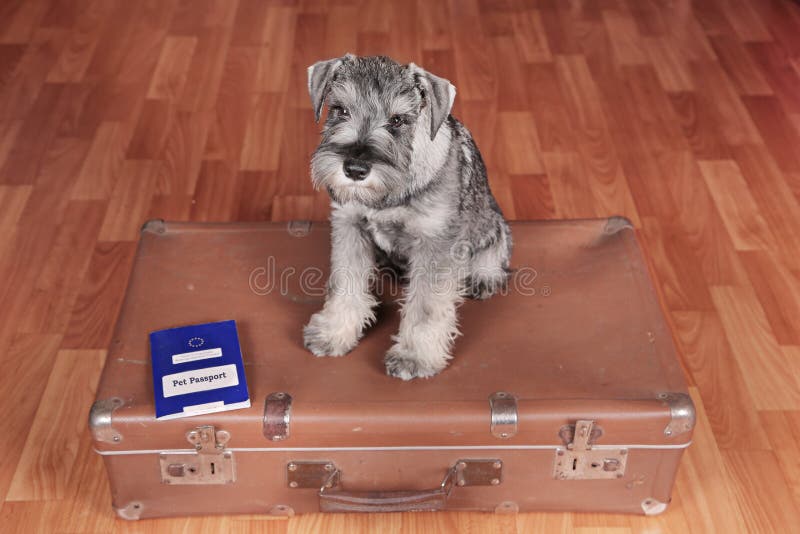 Schnauzer dog on a suitcase with pet passport is ready to a travel