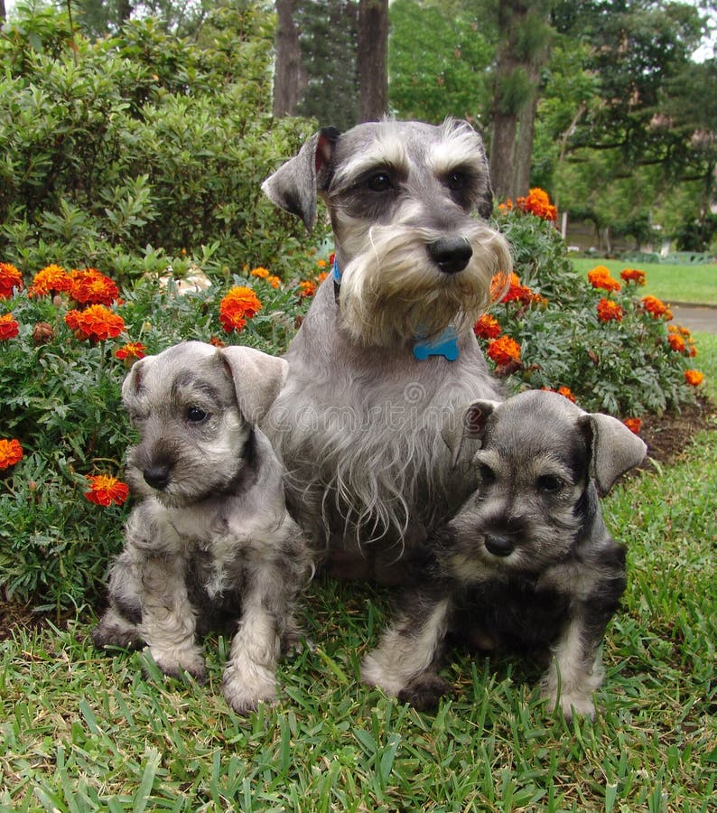 Schnauzer family 2 royalty free stock photo Schnauzer family 2 royalty free stock photo