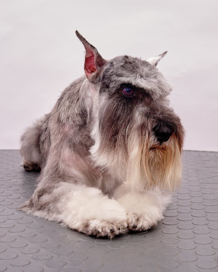 schnauzer brush