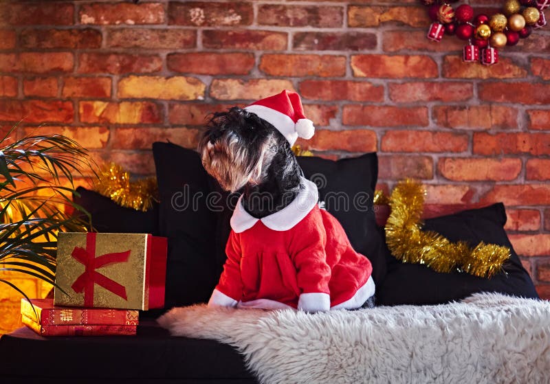 Schnauzer dog dressed in Christmas clothes in a loft interior room with Xmas decoration. Schnauzer dog dressed in Christmas clothes in a loft interior room with Xmas decoration.