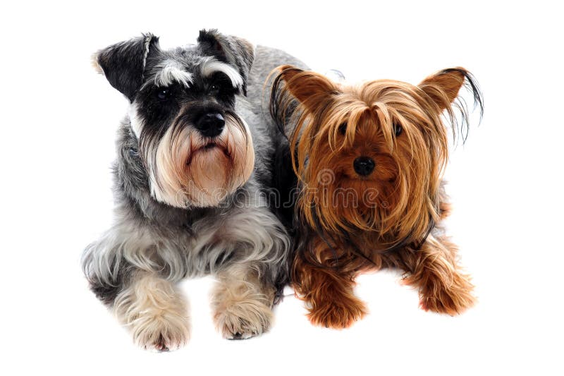 schnauzer and yorkie