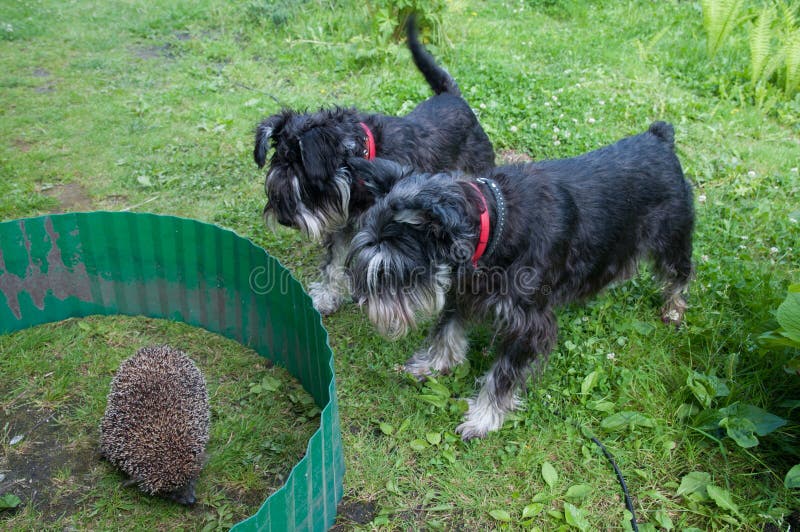 schnauzers royaltyfri bild schnauzers royaltyfri bild