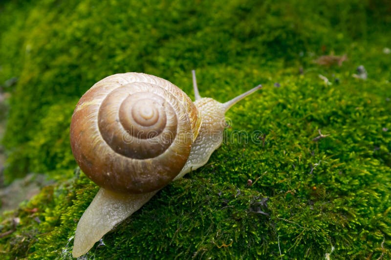 Sliding snail on green moss. Sliding snail on green moss